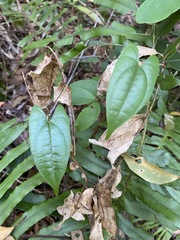 Dioscorea transversa