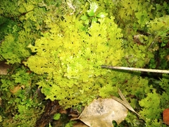 Trichocolea mollissima