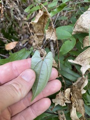 Dioscorea transversa