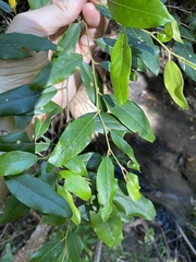 Petalostigma triloculare