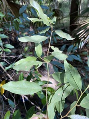 Petalostigma triloculare