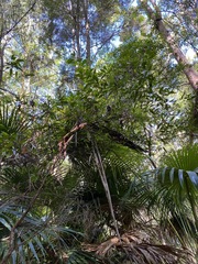 Petalostigma triloculare