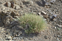 Cicer acanthophyllum