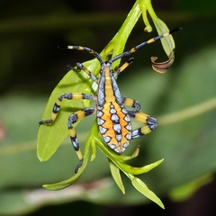 Amorbini