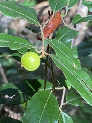 Petalostigma triloculare