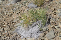 Cicer acanthophyllum