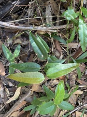 Smilax glyciphylla