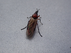 Dilophus nigrostigma