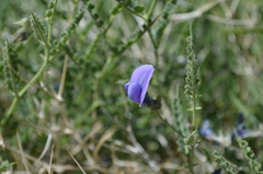 Cicer acanthophyllum