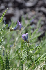 Cicer acanthophyllum