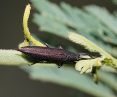 Rhinotia phoenicoptera
