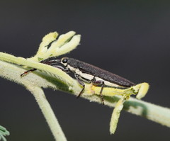 Rhinotia phoenicoptera