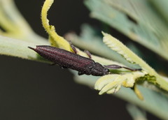 Rhinotia phoenicoptera