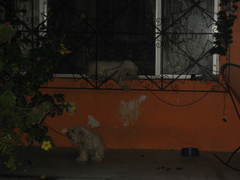 Canis familiaris