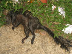 Sciurus aureogaster