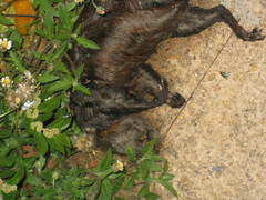 Sciurus aureogaster