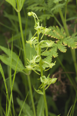 Platanthera maximowicziana