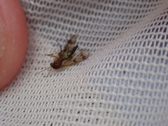 Mycetophila vulgaris