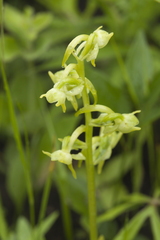 Platanthera maximowicziana
