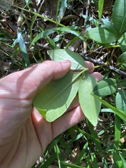 Flindersia bennettii