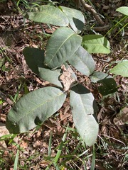 Flindersia bennettii