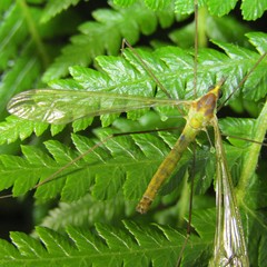 Leptotarsus viridis