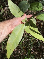 Flindersia bennettii