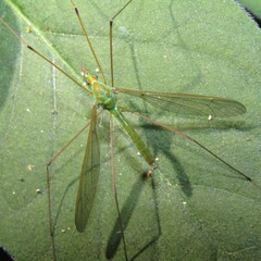 Leptotarsus holochlorus