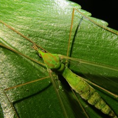 Leptotarsus holochlorus
