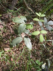 Flindersia bennettii