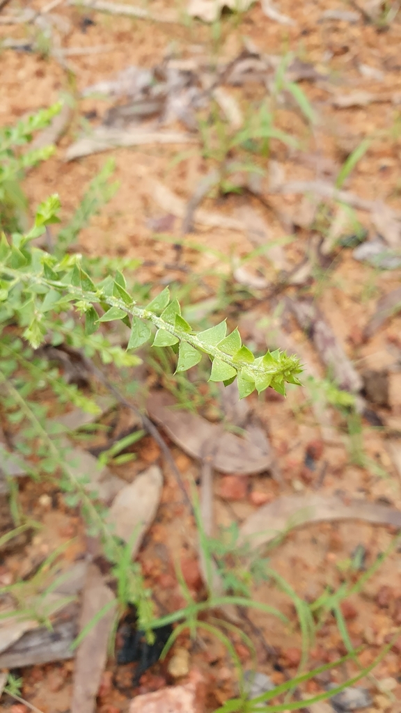 Acacia sublanata
