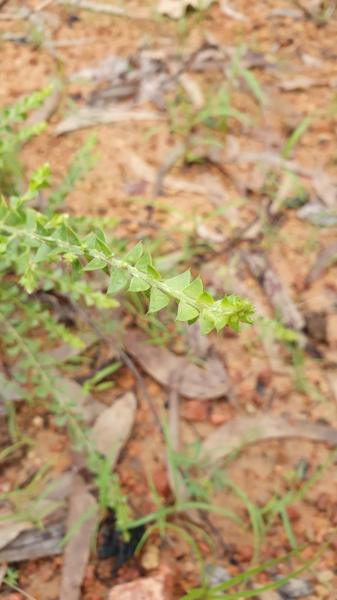 Acacia sublanata