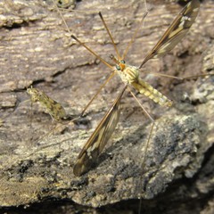 Leptotarsus huttoni