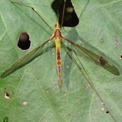 Leptotarsus albistigma