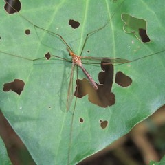 Leptotarsus elongatus