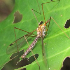 Leptotarsus elongatus
