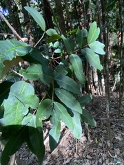 Flindersia bennettii