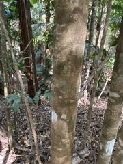 Flindersia bennettii