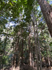 Flindersia bennettii