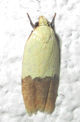 Odites natalensis