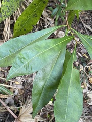 Planchonella chartacea