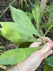 Planchonella chartacea