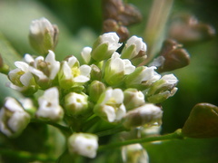 Capsella bursa-pastoris