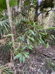 Planchonella chartacea