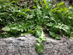 Capsella bursa-pastoris