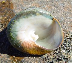 Tectus pyramis