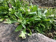 Capsella bursa-pastoris