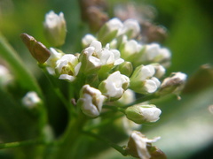 Capsella bursa-pastoris
