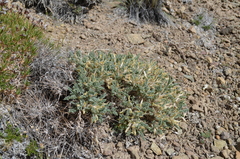 Astragalus lasiosemius