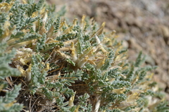 Astragalus lasiosemius